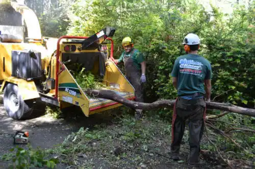 tree services Tilden